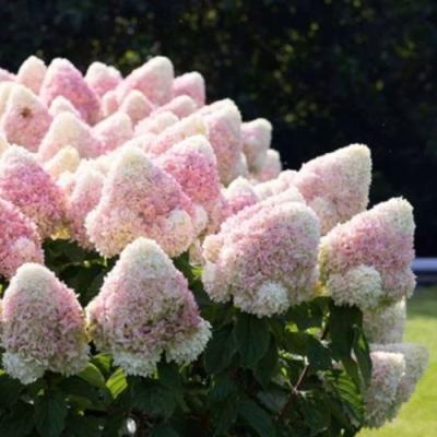 Бело-розовая в Мозыре