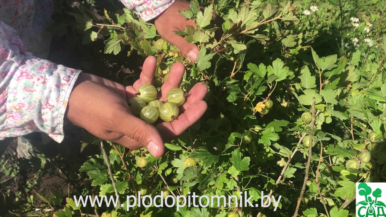 Превью видео