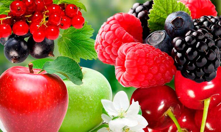 Выгодная покупка! Подборка лучших растений