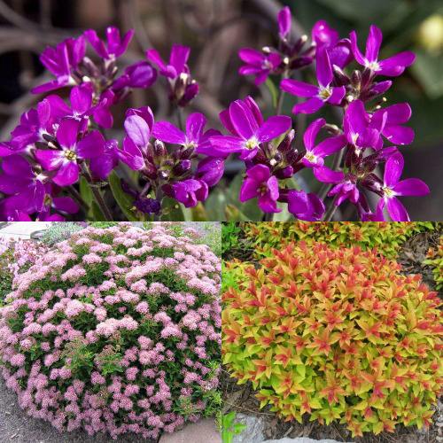 Комплект ЯПОНСКИЙ САД в Мозыре