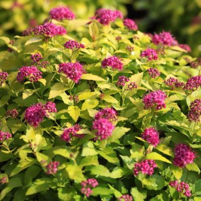 Японская в Мозыре