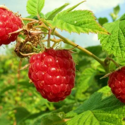 Бесшипная в Мозыре