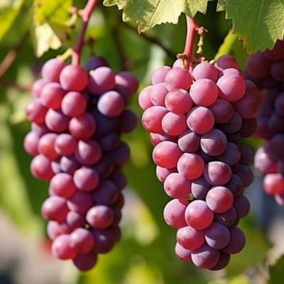 Фиолетовый в Мозыре