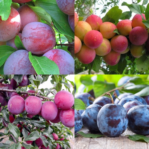 Комплект СЛИВОВЫЙ САД в Мозыре