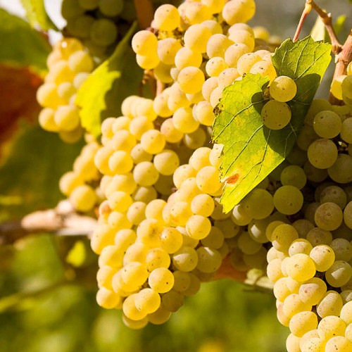виноград Шардоне