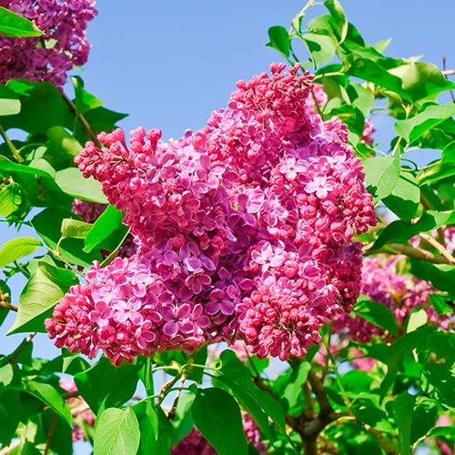 Сирень КРАСНАЯ МОСКВА в Мозыре