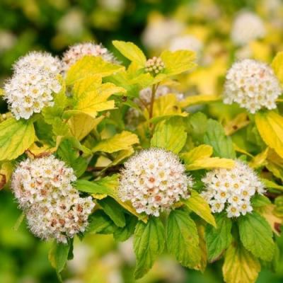 Желтый в Мозыре