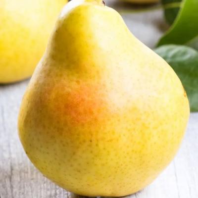 Желтая в Мозыре