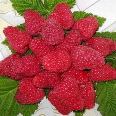 Сладкая в Мозыре