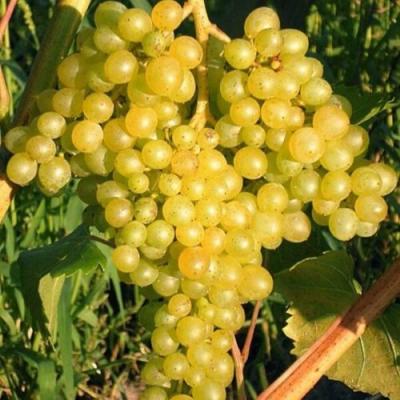 Желтый в Мозыре