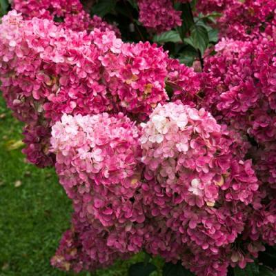 Фрайз в Мозыре