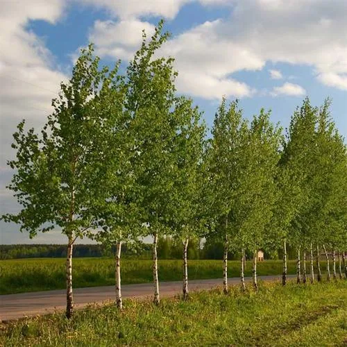 Береза обыкновенная в Мозыре