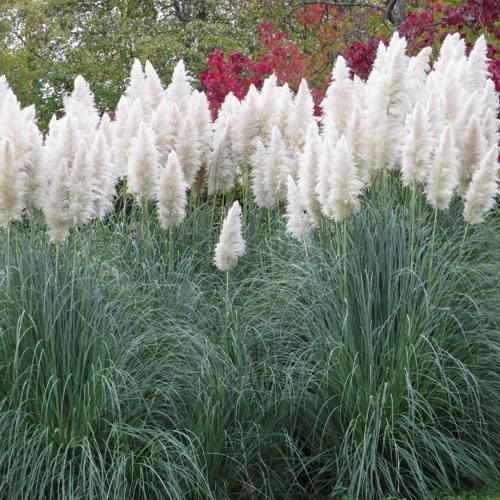 Кортадерия белая (пампасная трава) в Мозыре