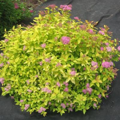 Голден в Мозыре