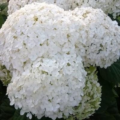 Белая в Мозыре