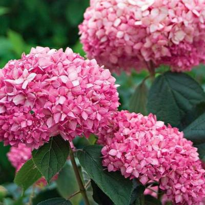 Розовая в Мозыре