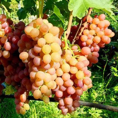 Сладкий в Мозыре