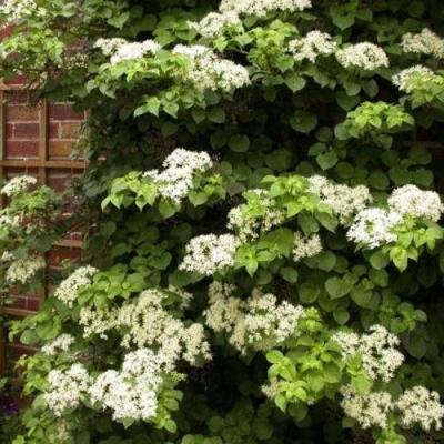 Черешковая в Мозыре