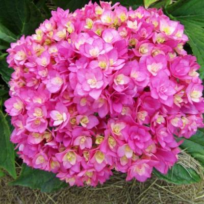 Ремонтантная в Мозыре