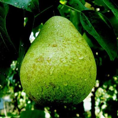 Зеленая в Мозыре