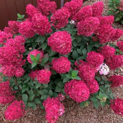 Красная в Мозыре