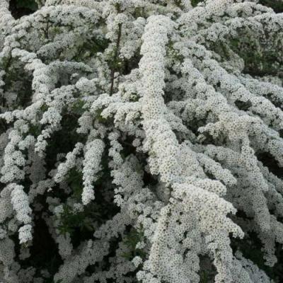 Серая в Мозыре