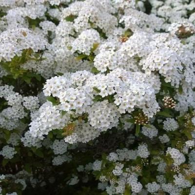 Белая в Мозыре