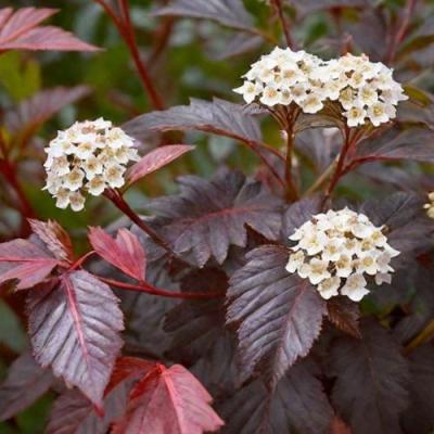 Бордовый в Мозыре