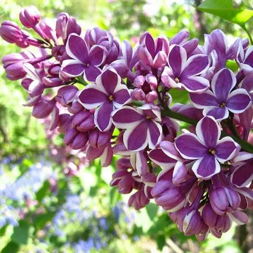 Сирень СЕНСАЦИЯ (привитая) в Мозыре