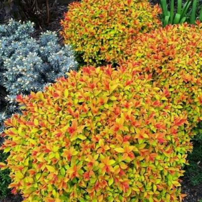 Низкорослая в Мозыре