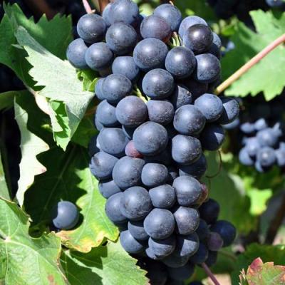 Круглый в Мозыре