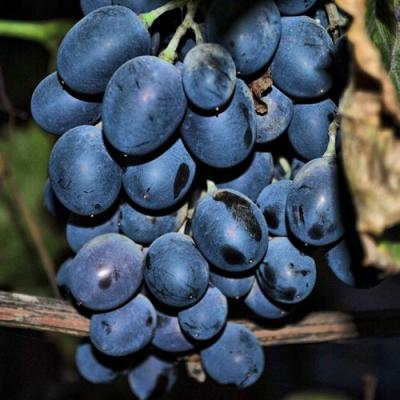 Синий в Мозыре