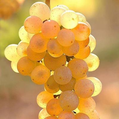 Белый виноград в Мозыре