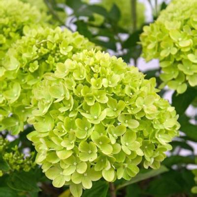 Зеленая в Мозыре