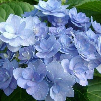 Голубая в Мозыре