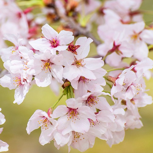 Сакура КОЙО НО МАЙ в Мозыре