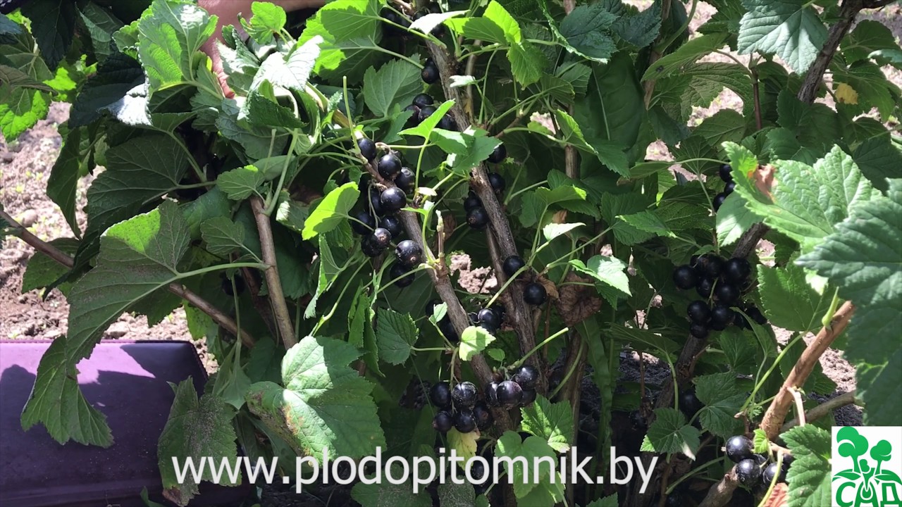 Превью видео