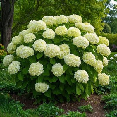 Большие (высокие) в Мозыре