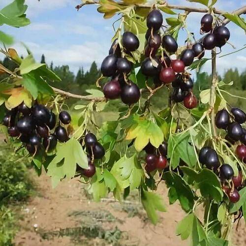 Смородина золотистая ЛЕВУШКА в Мозыре