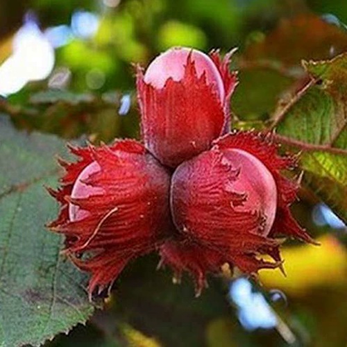 Фундук КРАСНЫЙ ЯНТАРЬ в Мозыре