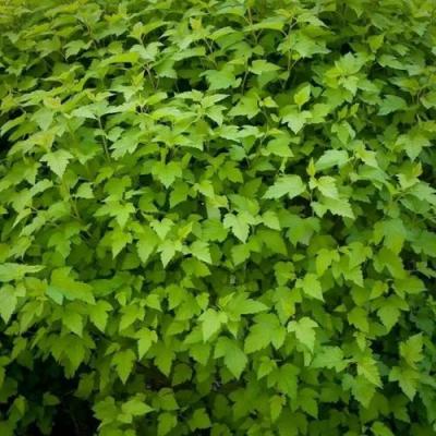 Зеленый в Мозыре