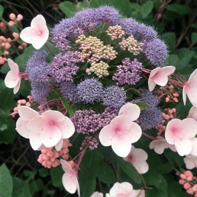 Шершавая в Мозыре