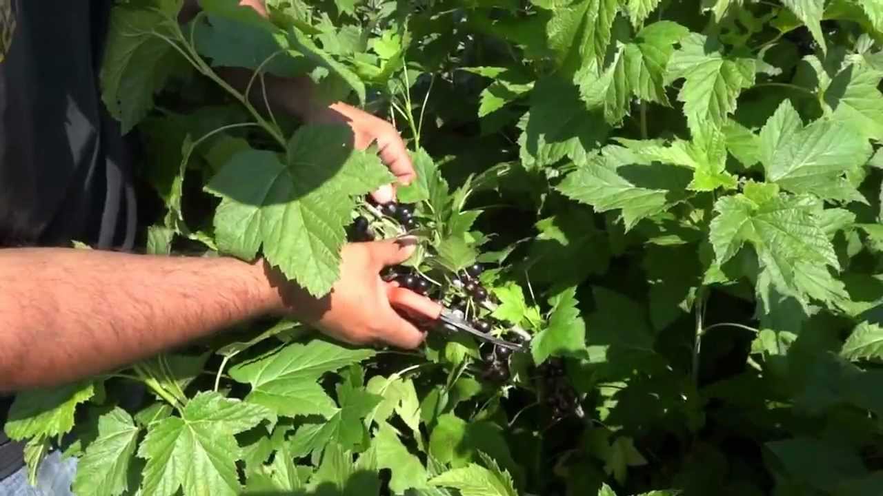 Превью видео