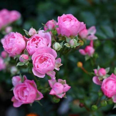 Роза полиантовая в Мозыре