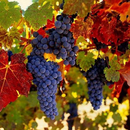 Как посадить саженцы винограда?