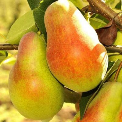 Красавица в Мозыре