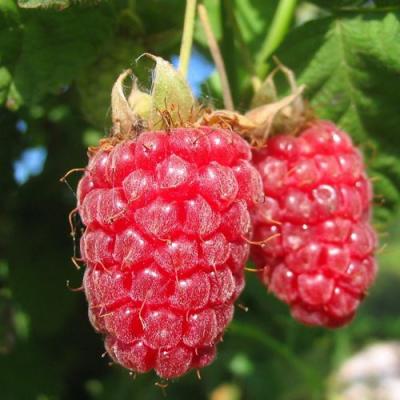 Крупная в Мозыре