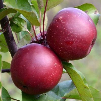 Яблоня красномясая в Мозыре