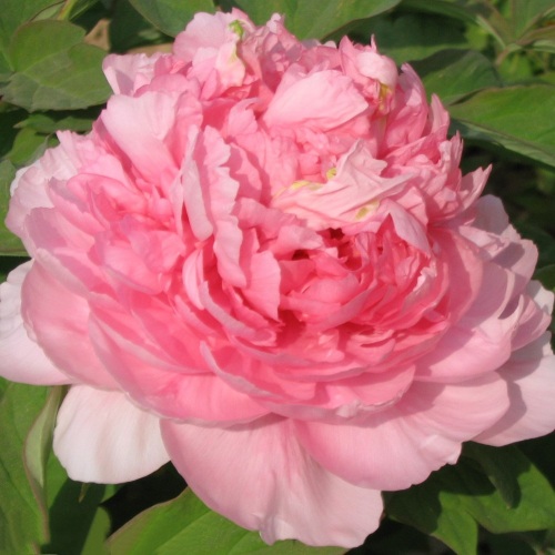 Пион ИМПЕРАТОРСКАЯ НАЛОЖНИЦА древовидный в Мозыре