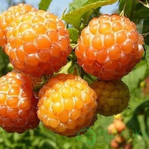 Малина КУМБЕРЛЕНД желтая в Мозыре